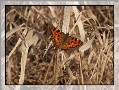 Rusałka, Trawa, Motyl, Sucha