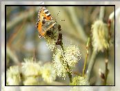 Rusałka pokrzwnik, Wierzby, Motyl, Gałązki