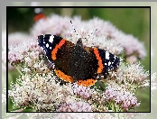Rusałka admirał, Zbliżenie, Motyl, Kwiaty