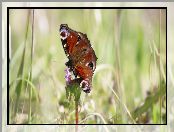 Rusałka pawik, Zbliżenie, Motyl, Kwiat