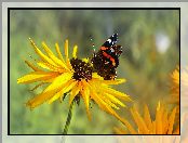 Rusałka admirał, Motyl, Kwiat, Żółty, Rudbekia