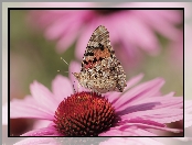 Owad, Rusałka osetnik, Jeżówka, Kwiat, Motyl, Makro