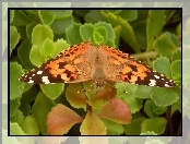 Rusałka osetnik, Owady, Motyl