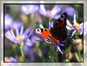 Pawik Rusałka, Motyl