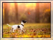 Jack Russell terrier, Pies, Liście, Jesień, Liść