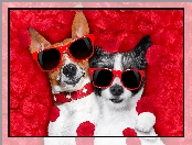 Jack Russell terrier, Śmieszne, Chihuahua krótkowłosa, Okulary
