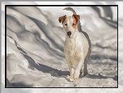 Śnieg, Pies, Jack Russell terrier