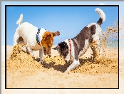 Jack Russell terrier, Dwa, Zabawa, Piasek, Psy, Plaża