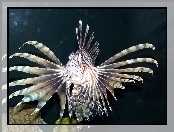 Ryba, Pterois