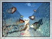 4D, Rybki, Woda