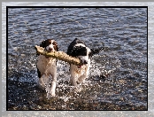 Rzeka, Zabawa, Szczeniaki, Border Collie, Drewno