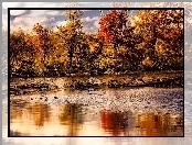 Rzeka, Kaczki, Jesień, Drzewa