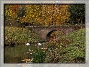 Rzeka, Łabędzie, Park, Most