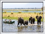 Rzeka, Zimbabwe, Słonie, Łodzie