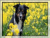 Rzepak, Kwiaty, Border collie, Pies, Żółte