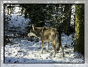 śnieg, Saarlooswolfhond, las