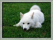 Samojed, trawa, biały, zielona