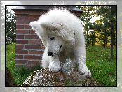 Samojed, fontanna