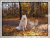 Jesień, Samojed, Biały, Droga, Liście, Pies, Las