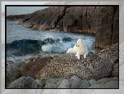 Samojed, Pies, Kamienie, Morze, Skały