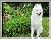 Samojed, Ogród