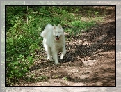 Samojed, Zieleń, Piesek, Ziemia