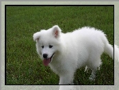 Samojed, trawa