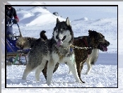 sanie, Siberian Husky, śnieg