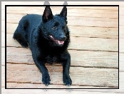 Schipperke, deski