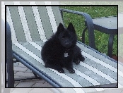 Schipperke, leżak