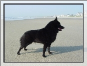 Schipperke, plaża