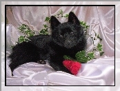 Schipperke, róża