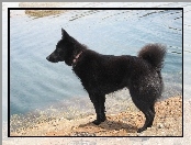 Schipperke, woda