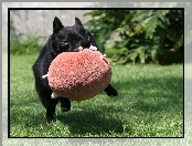 zabawka, Schipperke