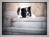 Schody, Mordka, Leżący, Pies, Border collie