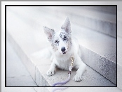 Schody, Border collie, Smycz