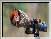 Schronienie, Aparat fotograficzny, Wiewiórka, Obiektyw