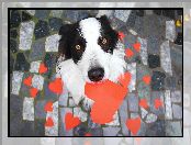 Serduszka, Pies, Border Collie