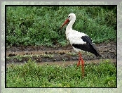 Serengeti, Park, Bocian, Łąka, Narodowy