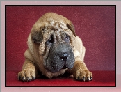 Shar Pei