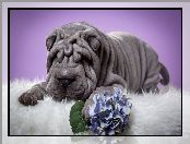 Shar Pei, Hortensja, Pies, Kwiat