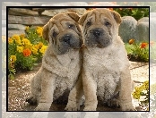 Szczeniaki, Shar Pei