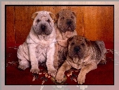 trzy, Shar Pei