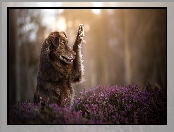 Australian shepherd, Owczarek australijski, Wrzos, Pies, Brązowy