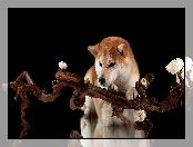 Tło, Kwiaty, Pies, Shiba inu, Gałąź, Czarne