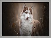 Siberian husky, Brązowo-biały, Pies