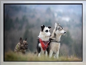 Siberian husky, Buldog francuski, Border collie