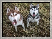 Siberian Husky, czarny, brązowy