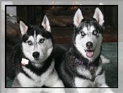 Siberian Husky, dwa, czarne