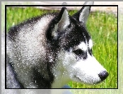 głowa, Siberian Husky